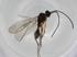  (ichMalaise01 Malaise4878 - BIOUG81536-F12)  @11 [ ] CreativeCommons - Attribution (2022) Centre for Biodiversity Genomics Centre for Biodiversity Genomics