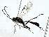  (ichJanzen01 Janzen9497 - BIOUG85295-A11)  @11 [ ] CreativeCommons - Attribution (2022) CBG Photography Group Centre for Biodiversity Genomics