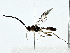  ( - BIOUG85295-A12)  @11 [ ] CreativeCommons - Attribution (2022) CBG Photography Group Centre for Biodiversity Genomics