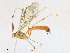  (Netelia Malaise5241 - CBG-A16691-G02)  @11 [ ] CreativeCommons - Attribution Share - Alike (2023) CBG Photography Group Centre for Biodiversity Genomics