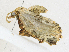  ( - CBG-A16692-B09)  @11 [ ] CreativeCommons - Attribution Share - Alike (2023) CBG Photography Group Centre for Biodiversity Genomics