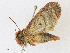  ( - CBG-A16692-D12)  @11 [ ] CreativeCommons - Attribution Share - Alike (2023) CBG Photography Group Centre for Biodiversity Genomics