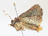  ( - CBG-A16692-G12)  @11 [ ] CreativeCommons - Attribution Share - Alike (2023) CBG Photography Group Centre for Biodiversity Genomics