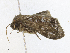  ( - CBG-A16703-H01)  @11 [ ] CreativeCommons - Attribution Share - Alike (2023) CBG Photography Group Centre for Biodiversity Genomics