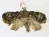  ( - CBG-A16704-A11)  @11 [ ] CreativeCommons - Attribution Share - Alike (2023) CBG Photography Group Centre for Biodiversity Genomics
