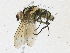  (Calolydella Malaise6030 - CBG-A16704-C09)  @11 [ ] CreativeCommons - Attribution Share - Alike (2023) CBG Photography Group Centre for Biodiversity Genomics