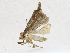  ( - CBG-A16704-F06)  @11 [ ] CreativeCommons - Attribution Share - Alike (2023) CBG Photography Group Centre for Biodiversity Genomics