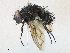  (Ptilodexia Malaise4254 - CBG-A16704-G07)  @11 [ ] CreativeCommons - Attribution Share - Alike (2023) CBG Photography Group Centre for Biodiversity Genomics