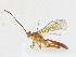  (Ischnus Malaise3516 - CBG-A16705-C04)  @11 [ ] CreativeCommons - Attribution Share - Alike (2023) CBG Photography Group Centre for Biodiversity Genomics
