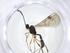  (ichMalaise01 Malaise3320 - CBG-A17469-A07)  @11 [ ] CreativeCommons - Attribution Share - Alike (2023) Centre for Biodiversity Genomics Centre for Biodiversity Genomics