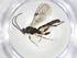  (Plectiscus Malaise5837 - CBG-A17471-G02)  @11 [ ] CreativeCommons - Attribution Share - Alike (2023) Centre for Biodiversity Genomics Centre for Biodiversity Genomics