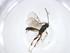  (Chilocyrtus Malaise3959 - CBG-A18820-F02)  @11 [ ] CreativeCommons - Attribution Share - Alike (2023) Centre for Biodiversity Genomics Centre for Biodiversity Genomics