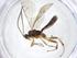  ( - CBG-A19688-H06)  @11 [ ] CreativeCommons - Attribution Share - Alike (2023) Centre for Biodiversity Genomics Centre for Biodiversity Genomics