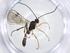  (Pantisarthrus Malaise3006 - CBG-A19708-B06)  @11 [ ] CreativeCommons - Attribution Share - Alike (2023) Centre for Biodiversity Genomics Centre for Biodiversity Genomics