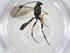  (crypMalaise01 Malaise2600 - CBG-A19727-D02)  @11 [ ] CreativeCommons - Attribution Share - Alike (2023) Centre for Biodiversity Genomics Centre for Biodiversity Genomics