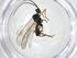  (Promicrogaster Malaise2322 - CBG-A19730-H11)  @11 [ ] CreativeCommons - Attribution Share - Alike (2023) Centre for Biodiversity Genomics Centre for Biodiversity Genomics