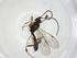  (Stenomacrus Malaise2045 - CBG-A20180-C11)  @11 [ ] CreativeCommons - Attribution Share - Alike (2023) Centre for Biodiversity Genomics Centre for Biodiversity Genomics