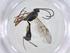  (Enytus ENY-36DHJ02 - CBG-A20182-C04)  @11 [ ] CreativeCommons - Attribution Share - Alike (2023) Centre for Biodiversity Genomics Centre for Biodiversity Genomics