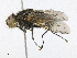  (Ptilodexia Malaise4280 - CBG-A21615-H04)  @11 [ ] CreativeCommons - Attribution Share - Alike (2023) CBG Photography Group Centre for Biodiversity Genomics