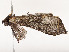  ( - CBG-A51932-A02)  @11 [ ] CreativeCommons - Attribution Share - Alike (2024) CBG Photography Group Centre for Biodiversity Genomics