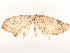  ( - CBG-A51932-D04)  @11 [ ] CreativeCommons - Attribution Share - Alike (2024) CBG Photography Group Centre for Biodiversity Genomics