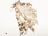  ( - CBG-A51932-F02)  @11 [ ] CreativeCommons - Attribution Share - Alike (2024) CBG Photography Group Centre for Biodiversity Genomics