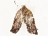  ( - CBG-A51932-G02)  @11 [ ] CreativeCommons - Attribution Share - Alike (2024) CBG Photography Group Centre for Biodiversity Genomics