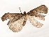  ( - CBG-A51932-G06)  @11 [ ] CreativeCommons - Attribution Share - Alike (2024) CBG Photography Group Centre for Biodiversity Genomics