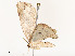  ( - CBG-A51933-A07)  @11 [ ] CreativeCommons - Attribution Share - Alike (2024) CBG Photography Group Centre for Biodiversity Genomics