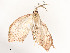  ( - CBG-A51933-A08)  @11 [ ] CreativeCommons - Attribution Share - Alike (2024) CBG Photography Group Centre for Biodiversity Genomics