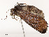  ( - CBG-A51933-D11)  @11 [ ] CreativeCommons - Attribution Share - Alike (2024) CBG Photography Group Centre for Biodiversity Genomics