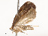  ( - CBG-A51933-E02)  @11 [ ] CreativeCommons - Attribution Share - Alike (2024) CBG Photography Group Centre for Biodiversity Genomics