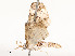  ( - CBG-A51933-E04)  @11 [ ] CreativeCommons - Attribution Share - Alike (2024) CBG Photography Group Centre for Biodiversity Genomics