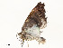  ( - CBG-A51934-C10)  @11 [ ] CreativeCommons - Attribution Share - Alike (2024) CBG Photography Group Centre for Biodiversity Genomics