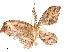  ( - CBG-A51965-A07)  @11 [ ] CreativeCommons - Attribution Share - Alike (2024) CBG Photography Group Centre for Biodiversity Genomics