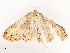  ( - CBG-A51965-A08)  @11 [ ] CreativeCommons - Attribution Share - Alike (2024) CBG Photography Group Centre for Biodiversity Genomics
