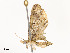  ( - CBG-A51965-B02)  @11 [ ] CreativeCommons - Attribution Share - Alike (2024) CBG Photography Group Centre for Biodiversity Genomics