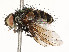  ( - CBG-A53666-D09)  @11 [ ] CreativeCommons - Attribution Share - Alike (2024) CBG Photography Group Centre for Biodiversity Genomics