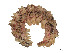  ( - CBG-A53667-H01)  @11 [ ] CreativeCommons - Attribution (2024) CBG Photography Group Centre for Biodiversity Genomics