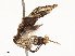  ( - CBG-A53668-C08)  @11 [ ] CreativeCommons - Attribution Share - Alike (2024) CBG Photography Group Centre for Biodiversity Genomics