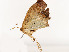  ( - CBG-A53668-C12)  @11 [ ] CreativeCommons - Attribution Share - Alike (2024) CBG Photography Group Centre for Biodiversity Genomics