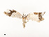  ( - CBG-A53668-D03)  @11 [ ] CreativeCommons - Attribution Share - Alike (2024) CBG Photography Group Centre for Biodiversity Genomics