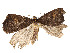  ( - CBG-A53668-F05)  @11 [ ] CreativeCommons - Attribution Share - Alike (2024) CBG Photography Group Centre for Biodiversity Genomics