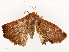  ( - CBG-A53668-G05)  @11 [ ] CreativeCommons - Attribution Share - Alike (2024) CBG Photography Group Centre for Biodiversity Genomics
