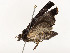  ( - CBG-A53668-G06)  @11 [ ] CreativeCommons - Attribution Share - Alike (2024) CBG Photography Group Centre for Biodiversity Genomics