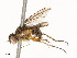  ( - CBG-A53668-G08)  @11 [ ] CreativeCommons - Attribution Share - Alike (2024) CBG Photography Group Centre for Biodiversity Genomics