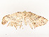  ( - CBG-A54465-A04)  @11 [ ] CreativeCommons - Attribution Share - Alike (2024) CBG Photography Group Centre for Biodiversity Genomics