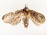  ( - CBG-A54465-A08)  @11 [ ] CreativeCommons - Attribution Share - Alike (2024) CBG Photography Group Centre for Biodiversity Genomics