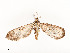  ( - CBG-A54465-F02)  @11 [ ] CreativeCommons - Attribution Share - Alike (2024) CBG Photography Group Centre for Biodiversity Genomics