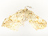  ( - CBG-A54466-A02)  @11 [ ] CreativeCommons - Attribution Share - Alike (2024) CBG Photography Group Centre for Biodiversity Genomics